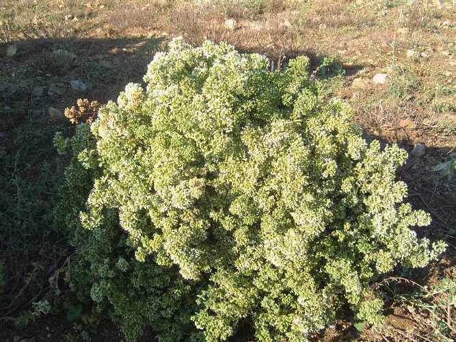 Αποτέλεσμα εικόνας για ταπεινη ρίγανη,