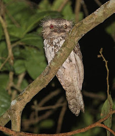 Frogmouth world