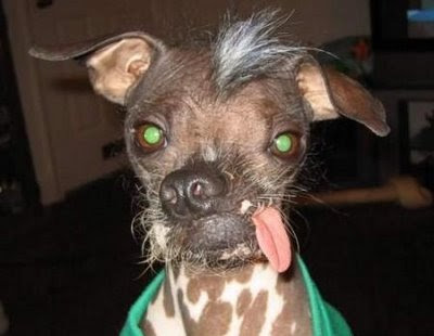 is one ugly mohawk dog.