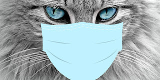 cats healthcare
