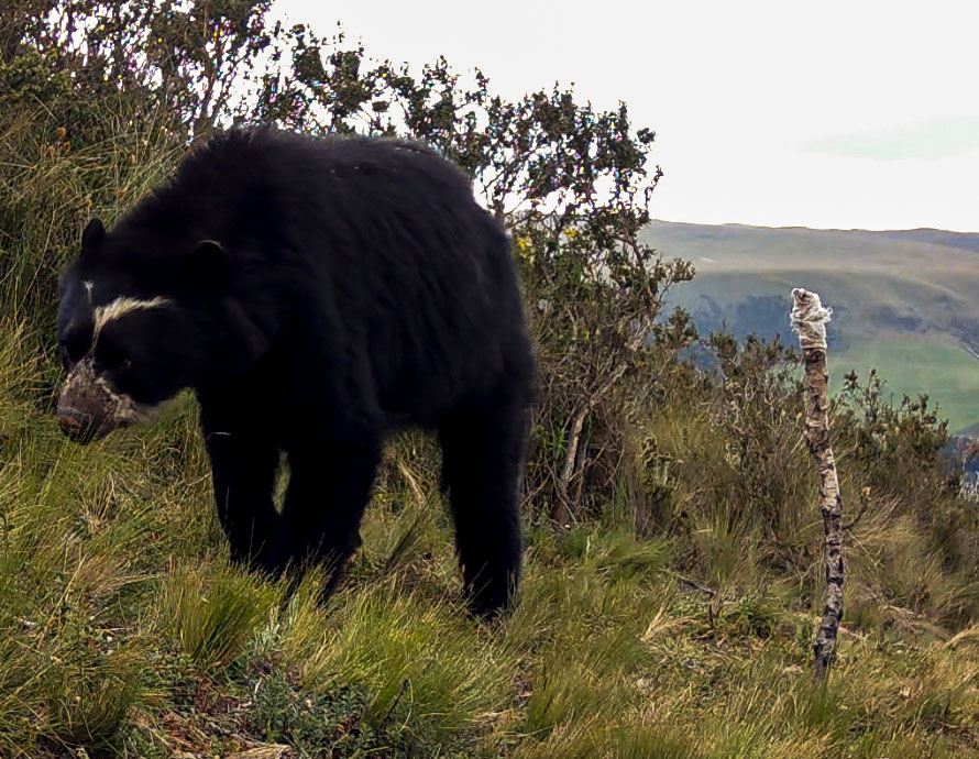 Siguiendo las huellas de los osos andinos
