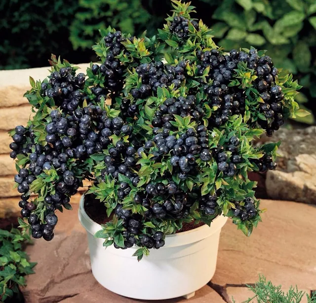  https://www.banggood.com/30PCS-Bonsai-Blueberry-Seeds-Garden-Fruit-Plant-p-927899.html?VU10125254322014040A