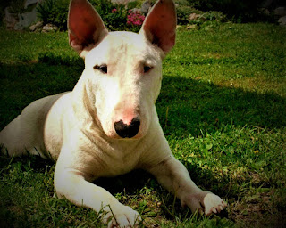 Bull Terrier history The breed of bull terrier dogs is truly legendary - these dogs are known all over the world. Over the years of their fighting career, they have earned some reputation as fearless and dangerous animals. Bull Terriers were created specifically for fights in the ring with other dogs, and, fights were illegal, and therefore ruthless and bloody.  Accordingly, these purposes required a dog possessing unsurpassed fighting qualities. In England, this type of entertainment was especially popular, although it was forbidden by the authorities. In 1850, John Hicks, a dog connoisseur originally from Birmingham, began to create a breed. To do this, he crossed the white English terrier, which by now had already died out, English Bulldog a little later -- even Dalmatian. Although, if you look at the bull terrier, you can't say that.  It took John almost 12 years to create a new breed - the first specimens were exhibited in 1862. It can be said that they have become carriers of the best qualities inherent in all breeds that took part in their creation. It is excellent endurance, courage, quick reaction, powerful pressure of the jaws, excellent physical form, and habits of the intellectual. Oddly enough.  Another strange factor - the dog came to the style not solely skilled homeowners of fighting dogs but additionally several intelligent individuals. especially, for college and students of Oxford University, keeping a white bull hunting dog was prestigious and trendy. Moreover, at first, these dogs were completely white, {and the|and therefore the|and additionally the} initial normal of bull terriers also enclosed white people. This normal was initially necessitated within the late nineteenth century by the country Kennel Club. By the way, around the same time, the quality was adopted by the Yankee Kennel Club. Bull terriers with a spread of colors were formally adopted at the start of the twentieth century.  Characteristics of the breed popularity                                                           07/10  training                                                                03/10  size                                                                        05/10  mind                                                                     03/10  protection                                                          10/10  Relationships with children                         06/10  Dexterity                                                             07/10     Breed information country  England  lifetime  11-14 years old  height  Males: 45-55 cm Bitches: 45-55 cm  weight  Males: 22-38 kg Suki: 22-38 kg  Longwool  Short  Color  white or colored  price  600 - 1800 $    Why are bull terriers so weird? description The bull hunting dog has compact outlines, a muscular physique is proportional, and is firmly cut down. The limbs area unit is robust, and the tail and ears area unit is currently sometimes not cut. the pinnacle features a non-standard egg form.     personality Are bull terriers dangerous? Is Bull Terrier a good family dog? Among normal folks that don't seem to be connoisseurs of dogs, it's an awfully common opinion that the bull hunting dog could be a dangerous and inadequate animal. However, the free cross-breeding of dogs, usually practiced by homeowners around the world, plays an enormous role here. this is often additionally quite common in CIS countries. consequently, nobody conducts drop-out and internal control of dogs, additionally, many homeowners consciously instill aggression and fighting qualities in their dogs. and that they offer offspring.  But if we have a tendency to area unit talking a few bull hunting dogs with an honest pedigree, taken from a kennel with an honest name, this dog can surprise you with its friendliness, openness, and nobility of manners. similar to the Associate in Nursing English gentleman, such a bull hunting dog is aware of a way to behave within the family and is aware of a way to behave in society. The dog desires a high level of physical activity, training, strength coaching, and running. This, of course, is ideal.  If you're not able to offer the animal with such activity, however really need this dog, a minimum of making certain that it's the chance to steer quiet within the street. serious physical activity may be replaced by active games, however, the animal has to notice its high level of energy. These area unit sociable dogs, they like to be in the company of individuals, powerfully connected to their families. they do not wish to be alone for an extended time. Good to youngsters, however terribly young youngsters, and infants understand with the problem, as youngsters at this age loads of screaming and don't shrewdness to behave with a dog, making an attempt to place a finger within the eye, ear or mouth. they need a traditional level of intelligence, and they area unit terribly capable students and everyone their qualities area unit amenable to development, the mind - as well as. Do not suppose that the bull hunting dog - it's solely a tool for inflicting grievous bodily damage to different dogs and folks, it's simply a delusion.   If you've got a subconscious concern for such dogs, it's higher to possess another breed, as in education you may want firmness and consistency. The Bull hunting dog isn't counseled for novice homeowners or timid individuals. He desires early socialization, and familiarity with people, situations, and pets, otherwise, he might have hidden aggression towards different dogs. they'll be used for cover, however as a watchdog for a personal house won't be appropriate, as in our latitudes they're going to not be ready to live all year spherical on the road.     Do bull terriers bark a lot?/ Teaching The breed of dog bull terrier is great for training but requires a confident owner with a balanced character. You have to be a calm and consistent coach who knows what he wants has a clear plan of action, and doesn't get out of his way. The dog should see you as a leader who is superior to her both in strength and personality.  The education of the bull terrier should begin at about six months of age, and you need to train the dog in basic commands and achieve their ideal execution even with the presence of distractions. Especially important cancellation teams, which can serve you well, if your dog gets into a fight with another dog - no one is safe from this. If you want to train the bull terrier in specialized teams and make it, for example, a guard, for these purposes it is better to attract a specialist.     care The bull terrier dog needs to comb the wool once a week, and enough is enough. The claws are usually trimmed three times a month, and the animal is bathed once or twice a week. Always pay attention to the fact that the eyes and ears of your pet were clean. In the cold time for a walk put the dog in a jumpsuit.     Common diseases Bull Terrier has some health problems, as well as all dogs, including:  Hereditary jade is a severe form of kidney disease in bull terriers, often observed at an early age. This is caused by small and undeveloped kidneys or incorrect work of renal filters, which leads to high levels of protein in the urine. Such individuals usually do not live longer than 3 years. Deafness in one or both ears is common in white individuals, and some colored bull terriers can be deaf in one ear. Heart disease, caused by defects in the structure and the function of the heart, can reach heart failure. Skin problems are a common problem of bull terriers, especially whites, who have sensitive skin prone to rashes, sores, and irritations. May be exposed to contact or inhalation allergies caused by a reaction to detergents or other chemicals or allergens contained in the air - pollen, dust, and mold. spinning. The luxation of the lens.       Interesting facts Bull Terrier happens to be of two kinds: white and colored. Coloured Bull Terrier, nicknamed Rufus, was the first to win the "Best In Show" exhibition in Westminster in 2006. The Bull Terriers appeared in hundreds of films, from "101 Dalmatians" to "Masks" and "The Wizard of Oz". The only, to date, recognized breed of dogs with triangular eyes - is the bull terrier. In the late 1980s, beer giant Budweiser used a bull terrier in a popular series of television commercials. Spuds MacKenzie is a fictional dog character that was used in a beer advertising company. Famous hockey coach and Canadian hockey commentator Don Cherry received a bull terrier as a gift from the Boston Bruins of the 1970s. A dog named Blue has become a celebrity in Canada. President Theodore Roosevelt owned a bull terrier named Pete. Bull Terriers do not bark if there is no good reason. So pay attention if your pet barks.  Do you know? Because of his cheerful, mischievous personality, the bull terrier is sometimes referred to as "a child in a dog costume."