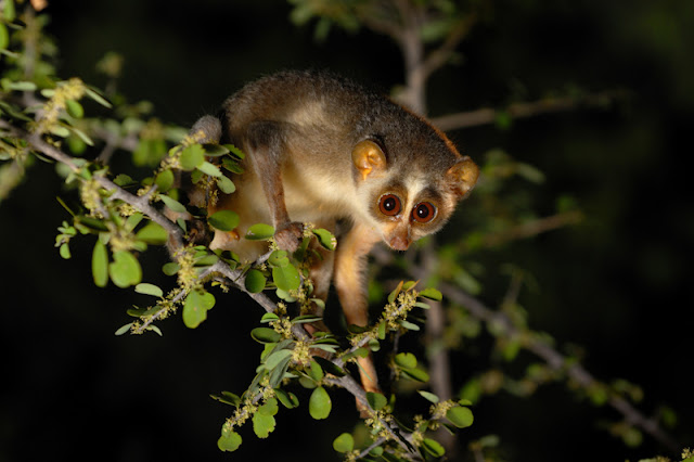 Slender Loris, Loris iydekkerianus,