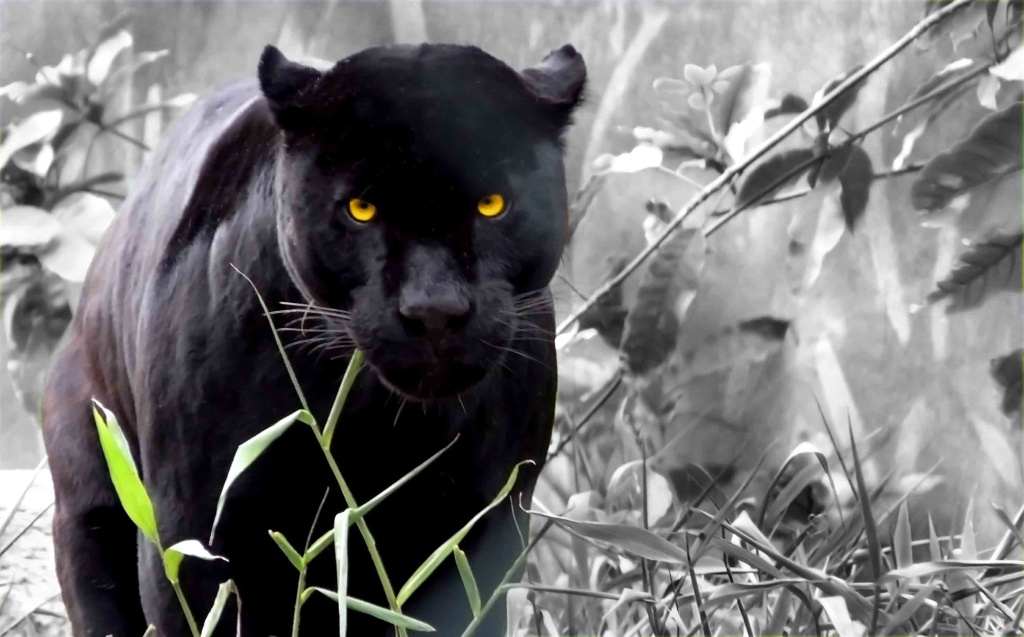 It is the Black Jaguar Also known as the Panther