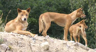 Dingo, Anjing Liar dari Benua Kanguru