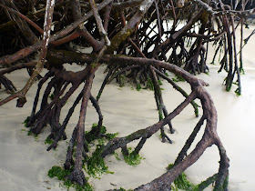 Rhizophora mangle