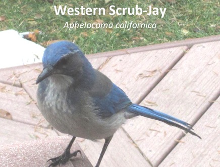 WSJay1