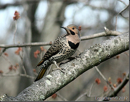 Northern_Flicker3