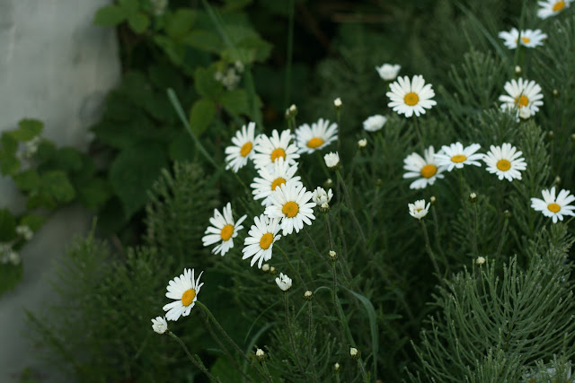 daisies, wild flowers, Galway, Ireland