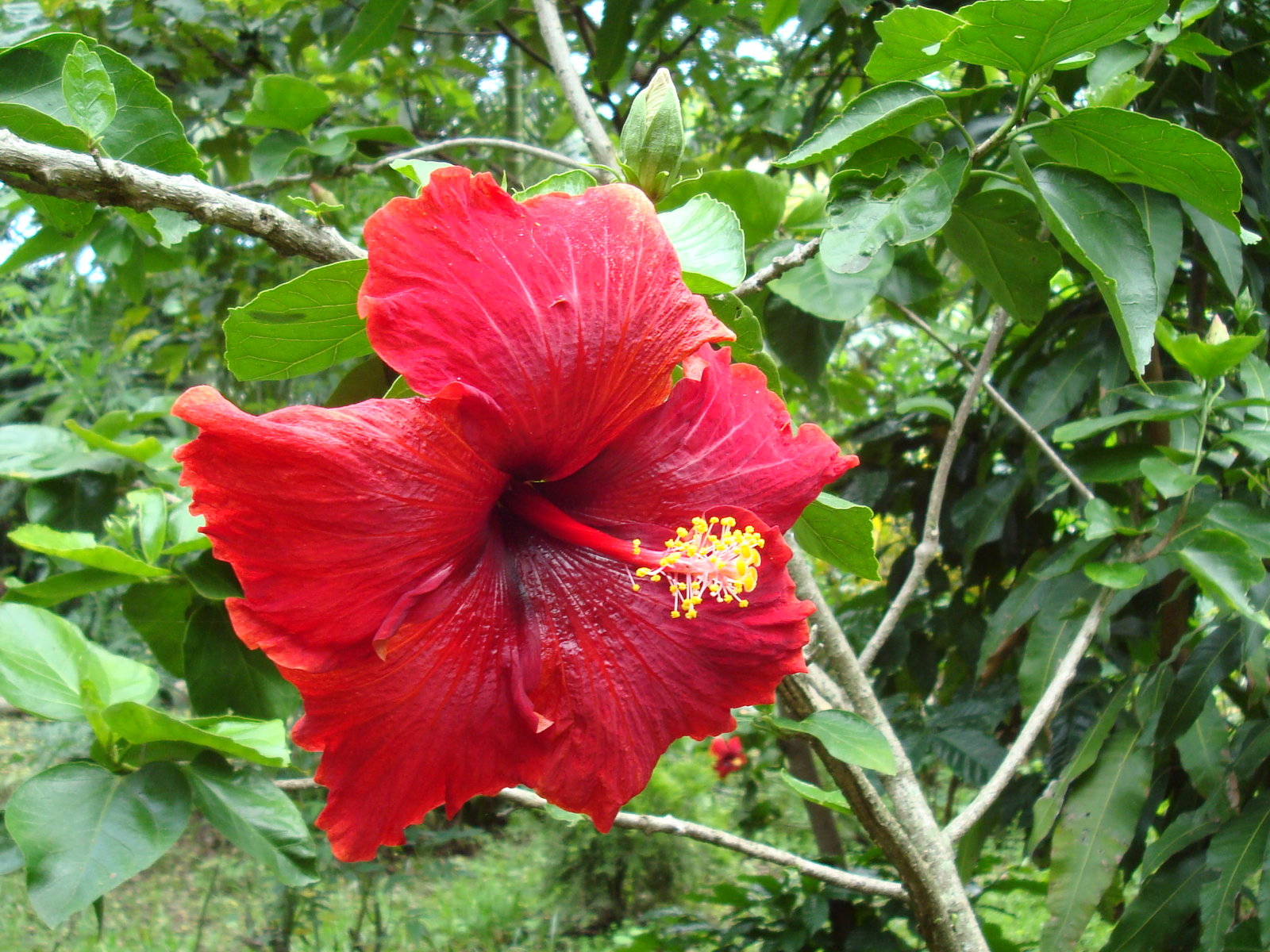 wallpaper hibiscus flower wallpaper hibiscus flower wallpaper hibiscus ...