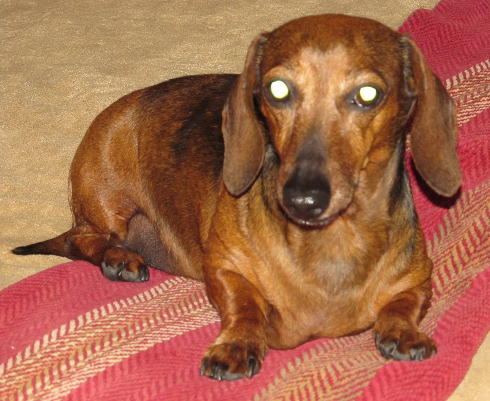 Freddy, the wiener dog: Photo opportunity!