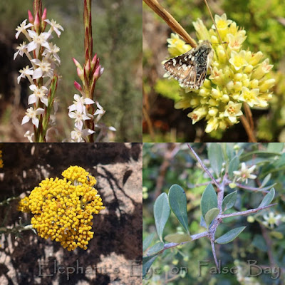 Struthiola on Myburghskloof Trail in December