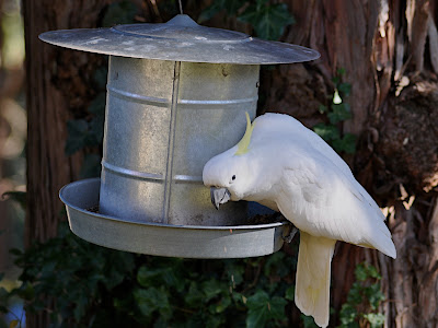 sulfur-crested cockatoo at bird feeder