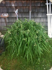 photo2