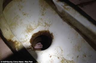 OMG! Mother Flushed Baby Down the Toilet, Gets Rescued uwillcgossip.com