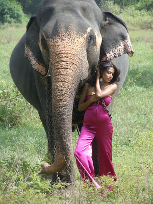 Lanka Hot Girl with Wild Elephant