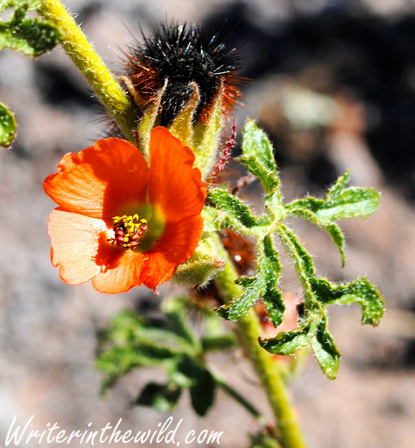 Desert Globe Mallow