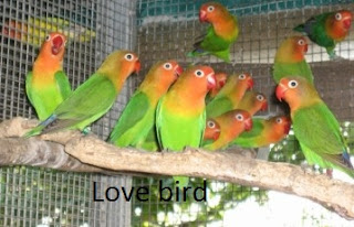 Beternak burung love bird bagi pemula ini cocok untuk usaha sampingan dan hobi