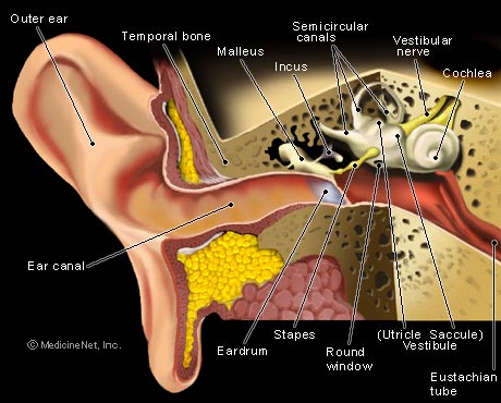 Tinnitus Sufferer : Test For Tinnitus