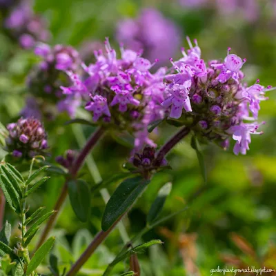 Embracing the Future: Grass-Free Landscaping