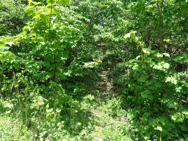 大山古道を見つけました