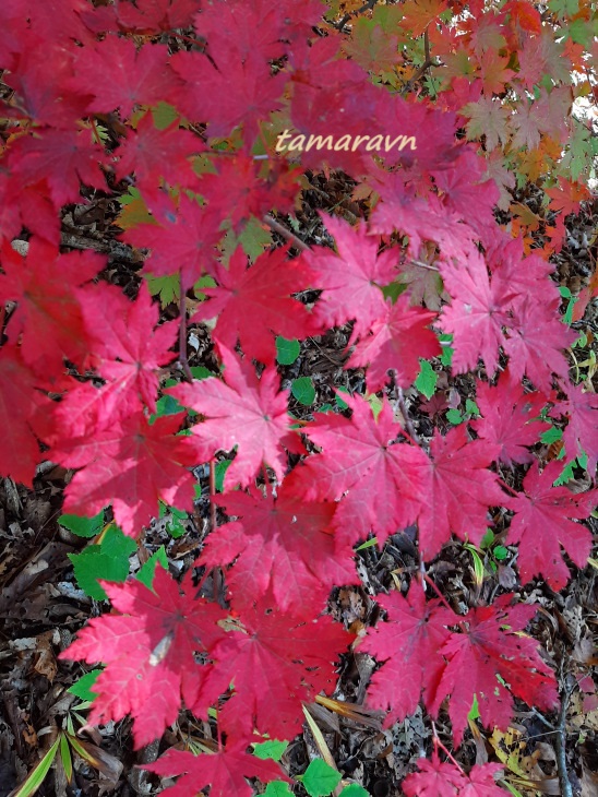 Клён ложнозибольдов (Acer pseudosieboldianum)