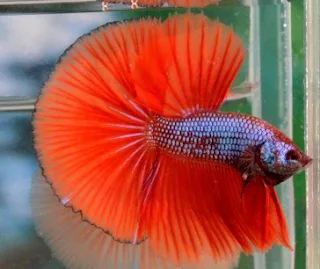 Ikan Cupang (Betta sp.)