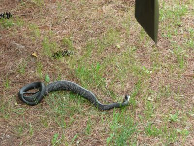 Giant rat snake