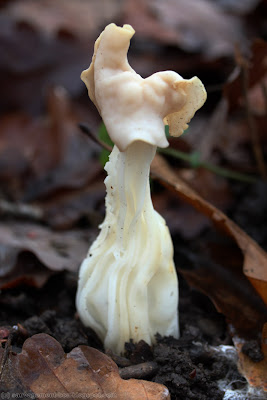 Helvelle crépue (helvella crispa)