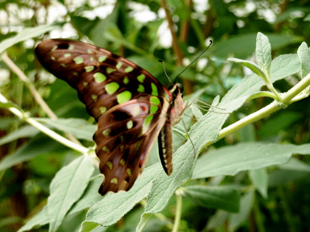  at Butterfly World Isle of Wight