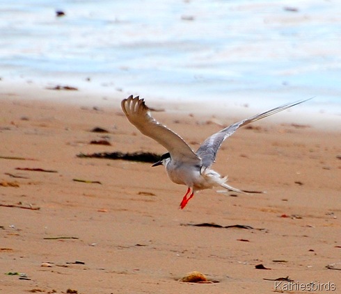 1. roseate tern-kab