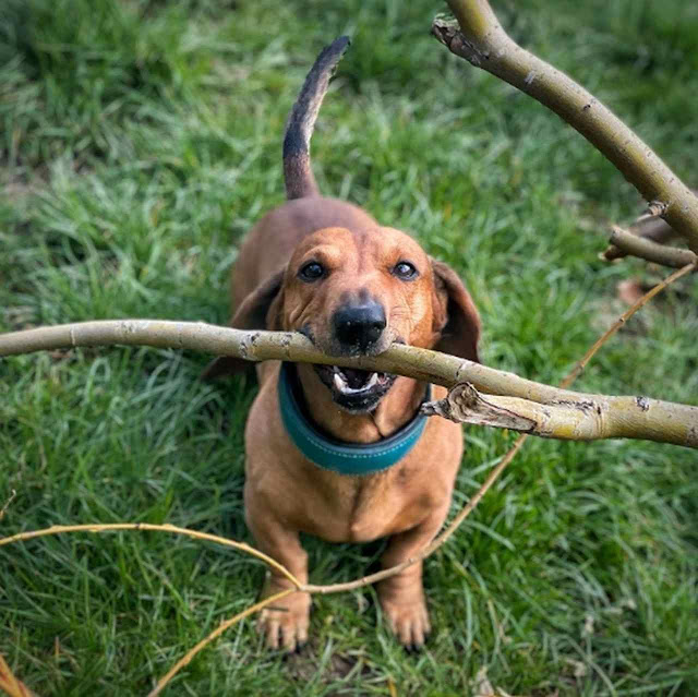 O simpático cachorrinho Bosco, o Rei dos Galhos, como é conhecido em Londres, capital do Reino Unido, tem quase 200 mil seguidores no Instagram