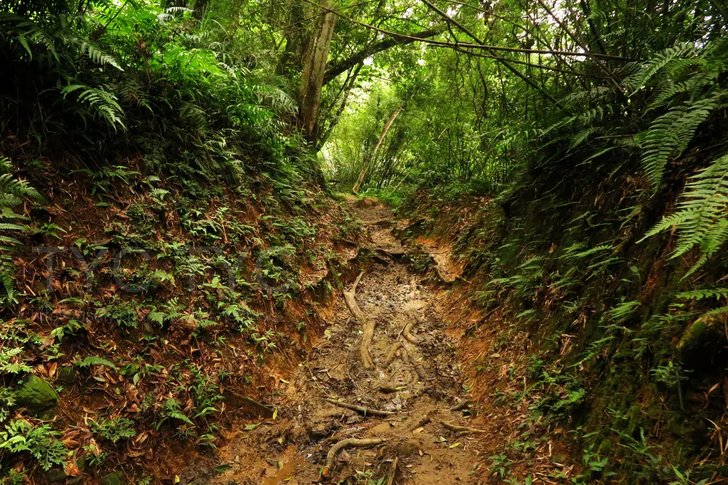 桃園大溪-打鐵寮古道.JPG