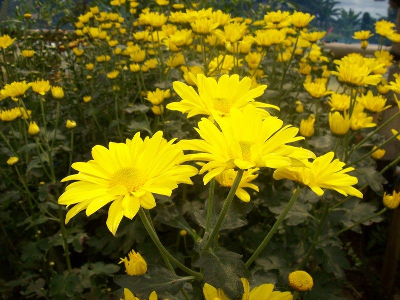 Krisan Chrysanthemum indicum L 