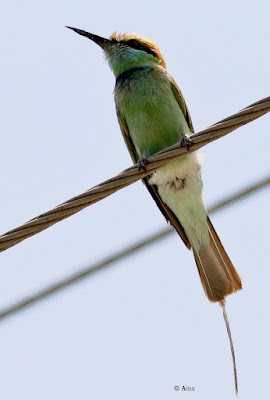 Green Bee-eater