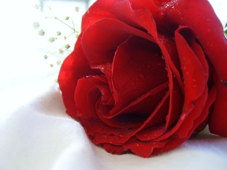 wallpaper roses red. red rose wallpapers