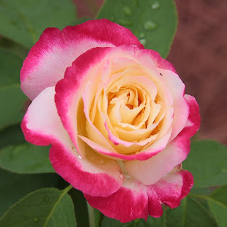 Beautiful pink rose