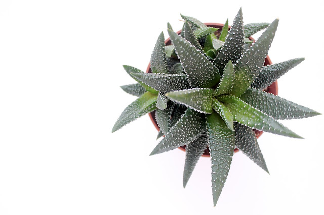 succulent haworthia