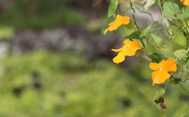 Black-Eyed Susan Vine Flowers Pictures