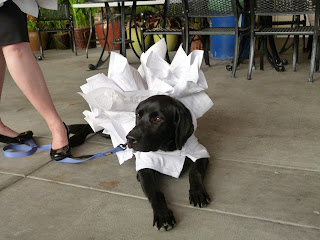 Coach is a bookworm.  He was a really good sport about it, really.  Here he is lying down with all his paper spikes sticking up.