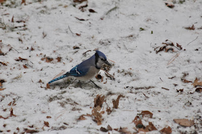 blue jay on white snow