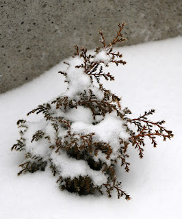 One of our little plants by the steps