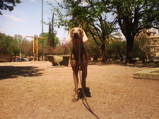 como enseñar a un perro a quedarse parado y quieto 