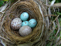 Birds Nests And Eggs