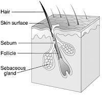 Hair structure 