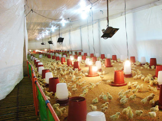 Three-day old chicks feed at a chicken shed at GK poultry project at 