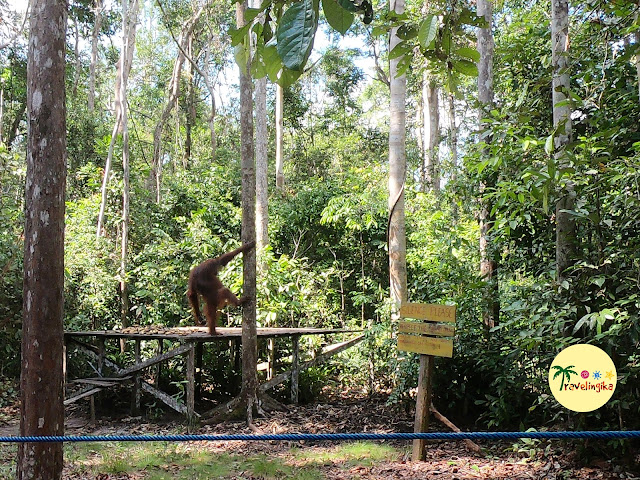 orangutan tanjung puting