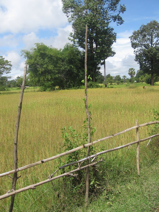 rice fields