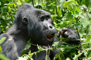 How to book Gorilla trekking permit in Uganda